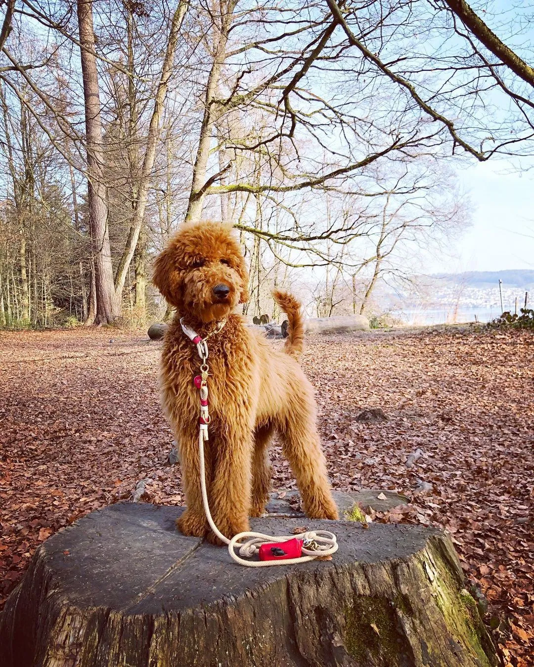 poo doggy-bag