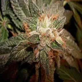 SEE016: L.A. Confidential FEMINIZED Seeds (DNA Genetics) 6 X Feminized seeds